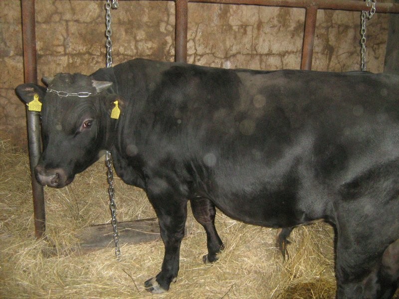 Byk mięsny — zdjęcie 2