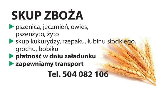 kupię grykę - skup gryki 
