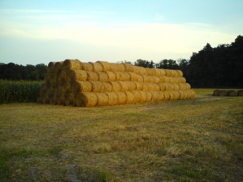Sprzedam słomę 30zł/szt.  Środa Wielkopolska