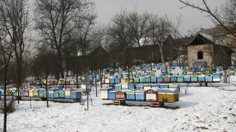 ZAMÓWIENIA NA MATKI PSZCZELE rasa Kraińska — zdjęcie 6