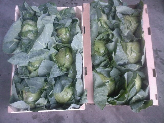 Sprzedam młodą kapustę 0,97 zł /kg — zdjęcie 3