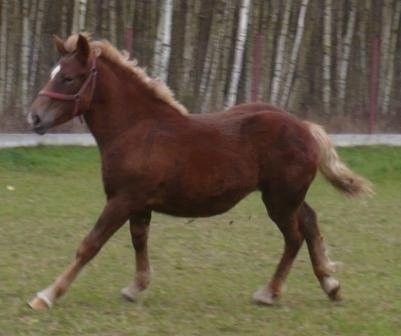 Sprzedam Klacz 7 miesięcy — zdjęcie 2