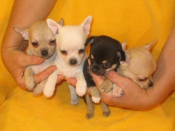 Süße Chihuahua - Welpen — zdjęcie 1