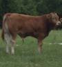 Byki:Limouse,Charolais,BBB,Simentaler,HF