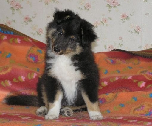 owczarek szetlandzki (sheltie) — zdjęcie 1