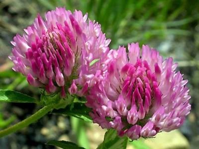 Koniczyna czerwona / koniczyna łakowa (Trifolium pratense L.)  — zdjęcie 1