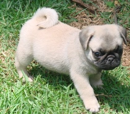 Erstaunlich Mops Welpen zur Annahm