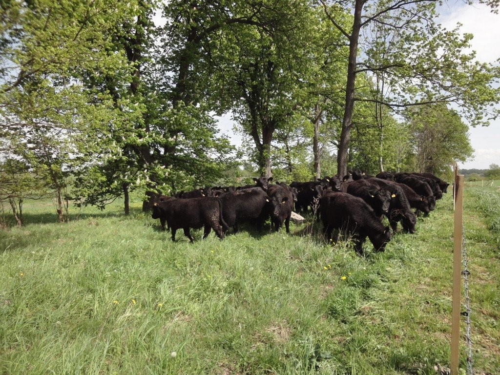 sprzedam byczki angus — zdjęcie 1