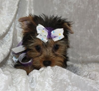 Yorkie szczenięta do przyjęcia