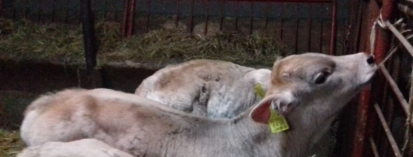 Sprzedam Mięsne Byczki Charolaise Simental Limousine Transport Gratis — zdjęcie 2