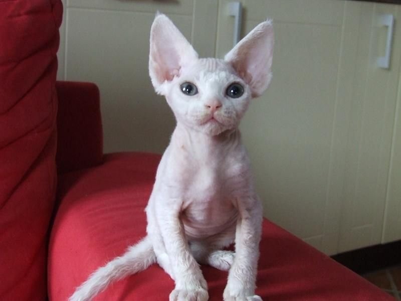 Biała koteczka Devon Rex — zdjęcie 3