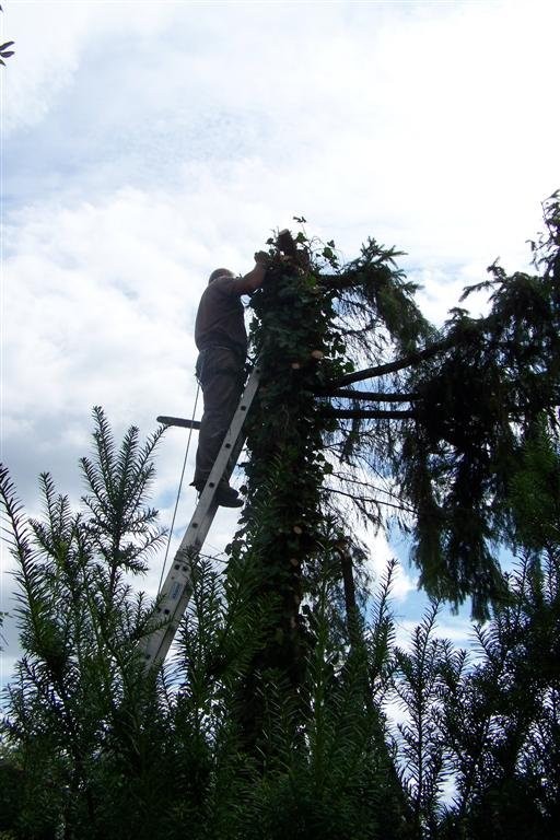 Wycinanie drzew, ścinanie, podnośnik- alpinista — zdjęcie 1
