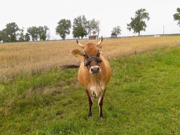 Sprzedam piękną krowę rasy Jersey — zdjęcie 2
