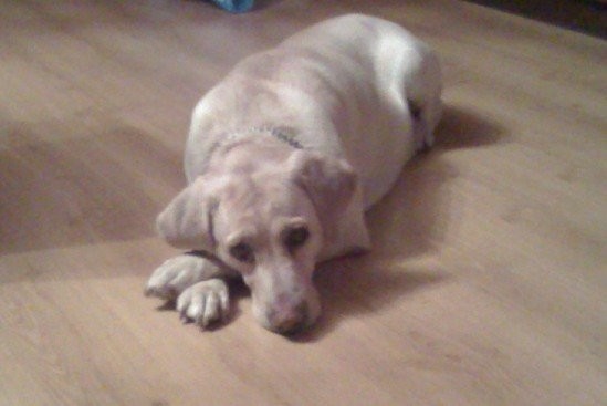 Labrador szuka nowego Właściciela — zdjęcie 1