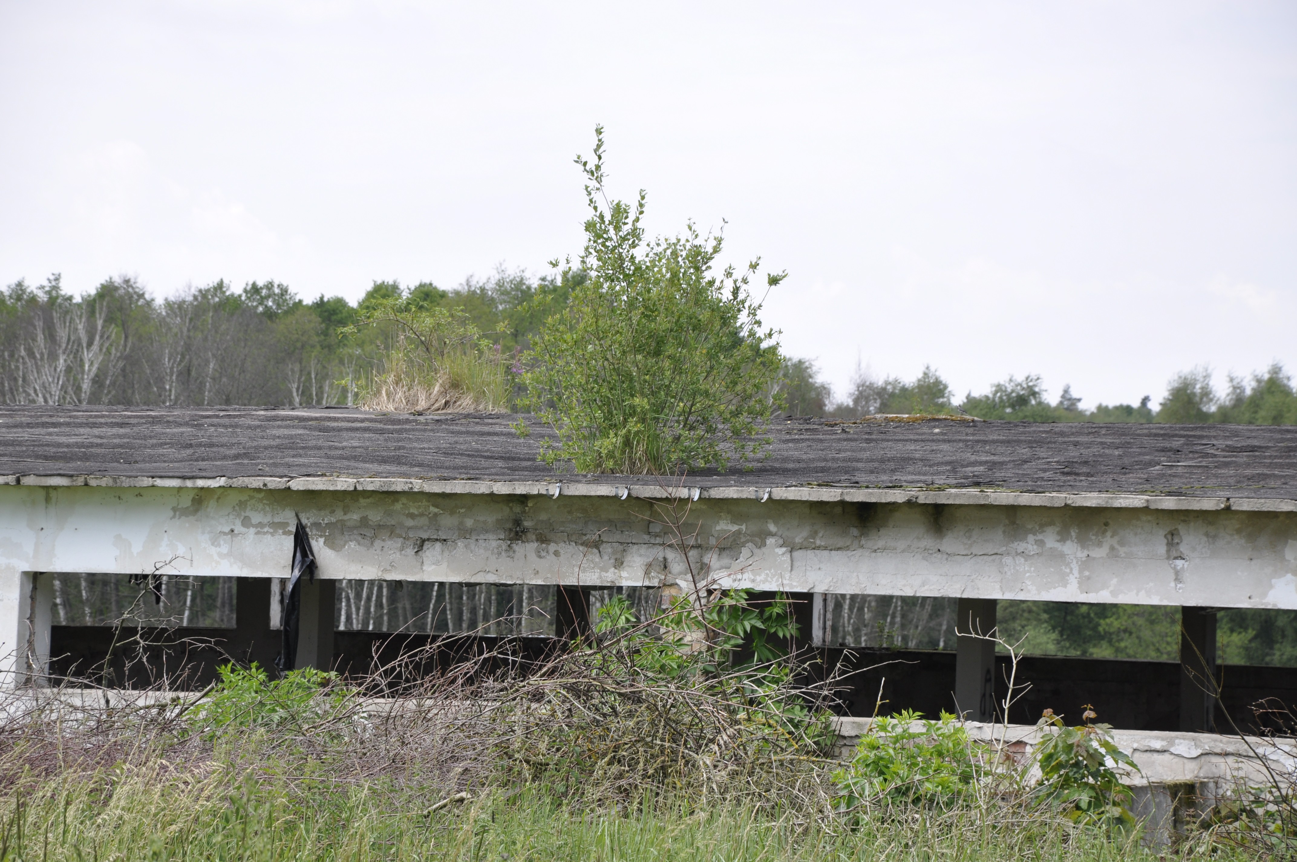 Działka rolna 1,7 ha z halą (do remontu)700 m.kw. — zdjęcie 3