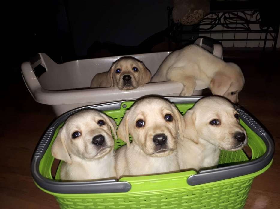 Labrador Retriever śliczne szczeniaki z metrykami 
