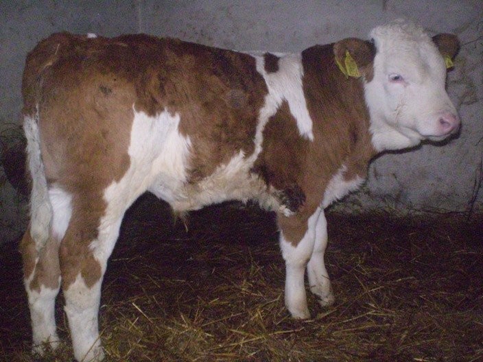 HODOWLA BYDŁA MIĘSNEGO 100 % RASY — zdjęcie 5