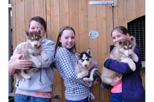 3 tolle Huskywelpen suchen ebensolch tolles Zuhaus