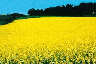 sprzedam olej rzepakowy 0% VAT