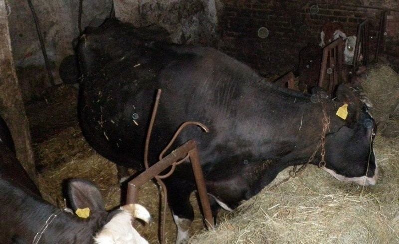 Krowa z 2 cielakami Oborniki Wlkp. — zdjęcie 1