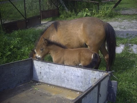 likwidacja hodowli — zdjęcie 3