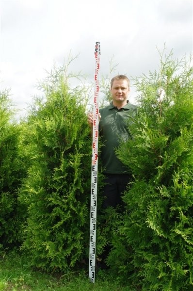 Thuja Smaragd,Brabant Przed Podwyżką!100cm- 350cm — zdjęcie 5