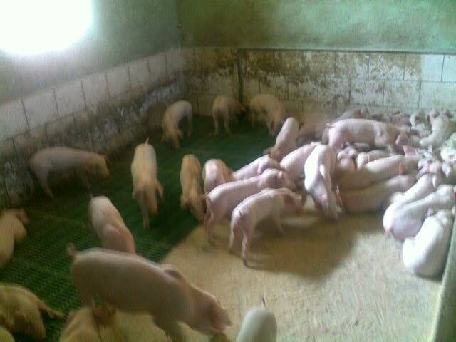 loszki knurki rasy PBZ DUROC   DUROC/PIETREN — zdjęcie 2