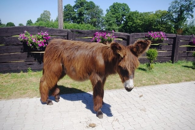 Unikatowy ogierek Osioł poitou