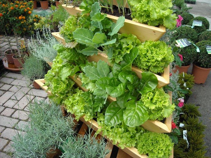 BiVITo Innowacyjna Bio Garden — zdjęcie 4