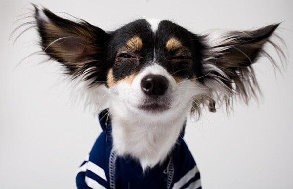Trzy długowłosy szczenięta chihuahua — zdjęcie 2