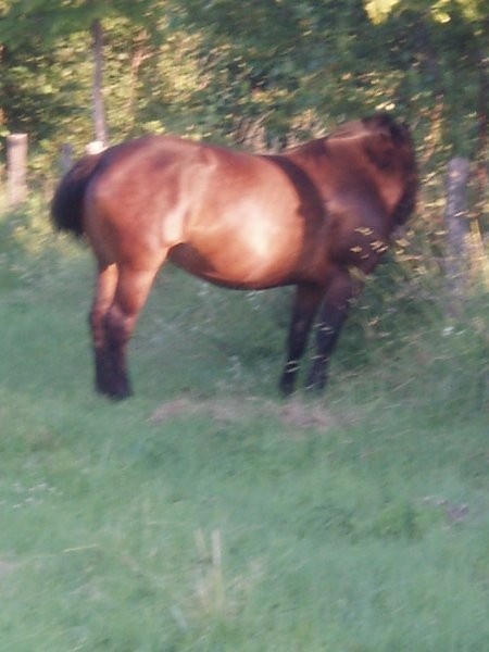 Sprzedam 2 klacze — zdjęcie 1