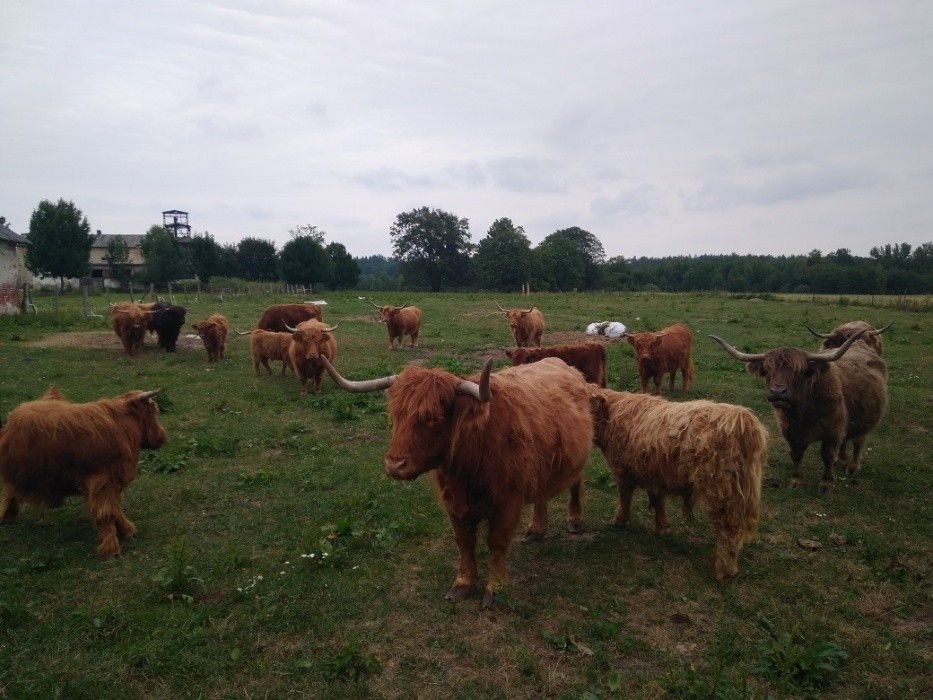 Highland Cattle Szkockie Górskie stado 14 matek, 2 byki zarodowe — zdjęcie 3