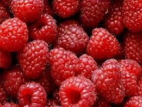 kupię sadzonki maliny
