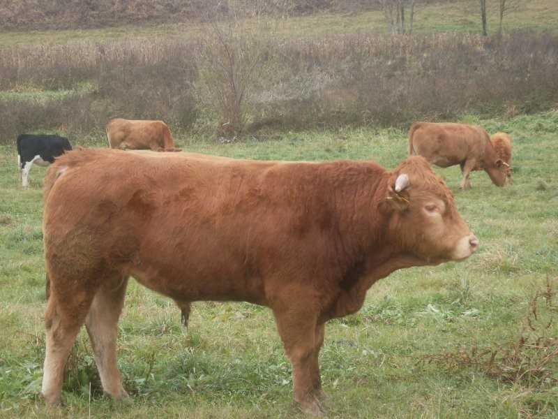 byki limousine — zdjęcie 1