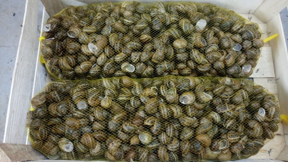 Sprzedam slimaki helix aspersa muller  — zdjęcie 3
