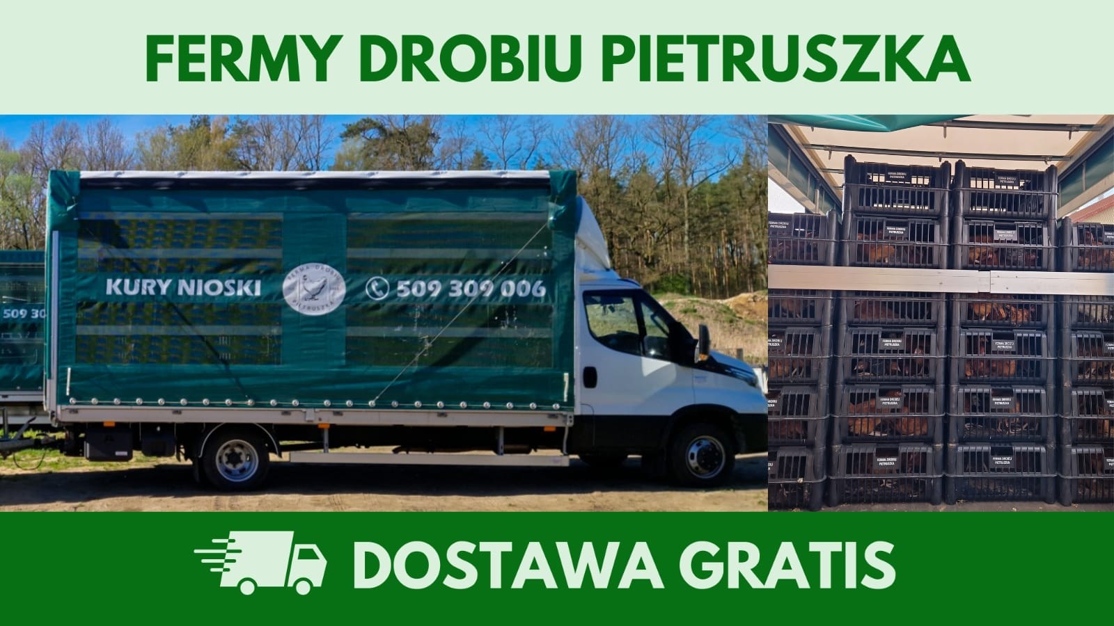 Kury nioski 12–20 tyg. | Dostawa GRATIS | Ferma Drobiu — zdjęcie 7