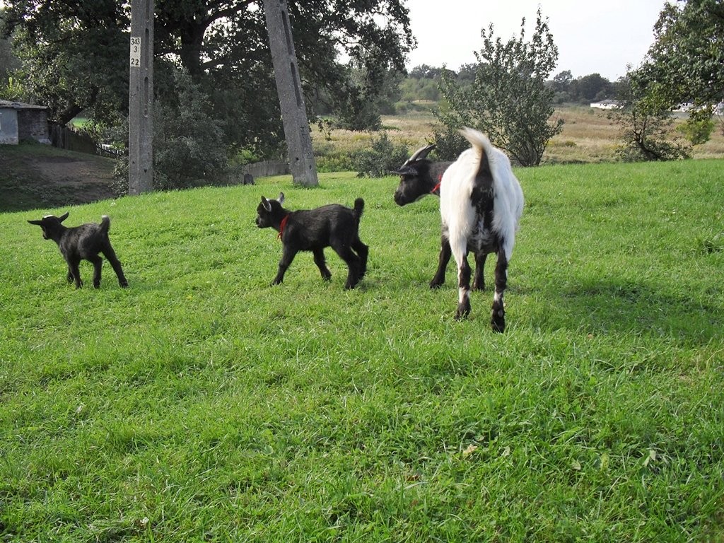 Kozy/kózka i koziołek miniaturowe. — zdjęcie 2