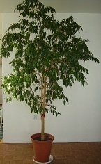 Figowiec Benjamiński 260 cm w świetnej cenie!!! — zdjęcie 2