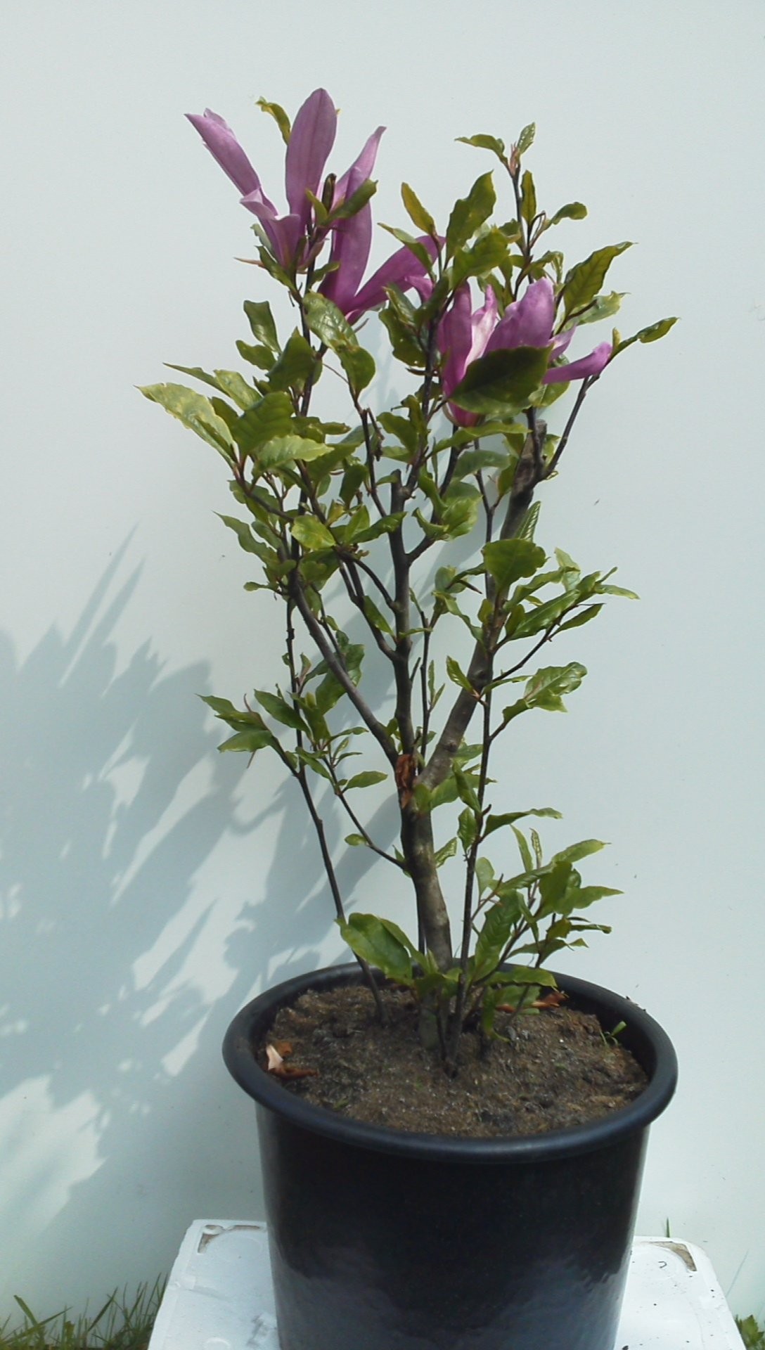 Magnolia — zdjęcie 4