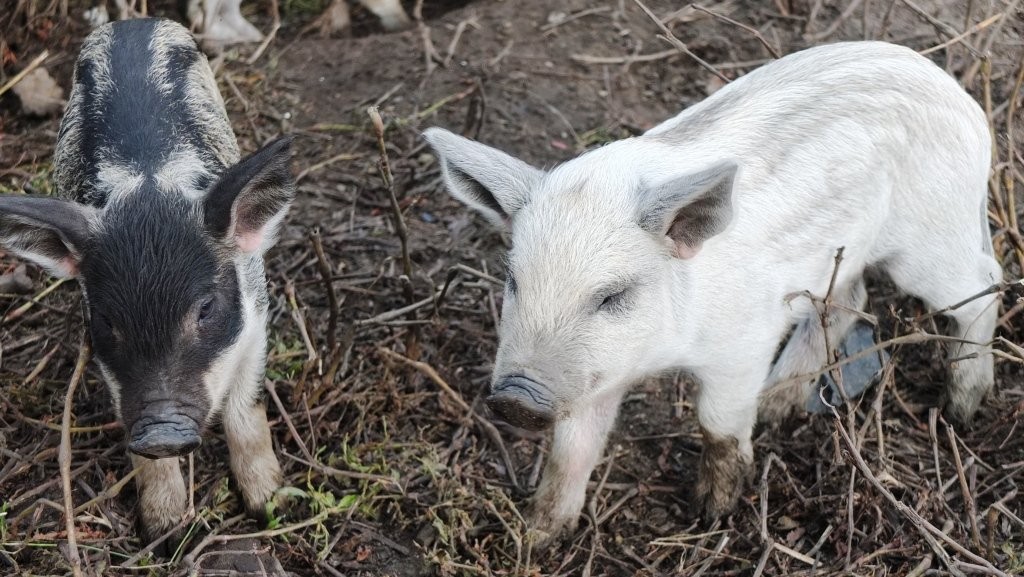 Prosięta Mangalica (Węgierska świnia pastwiskowa) — zdjęcie 2
