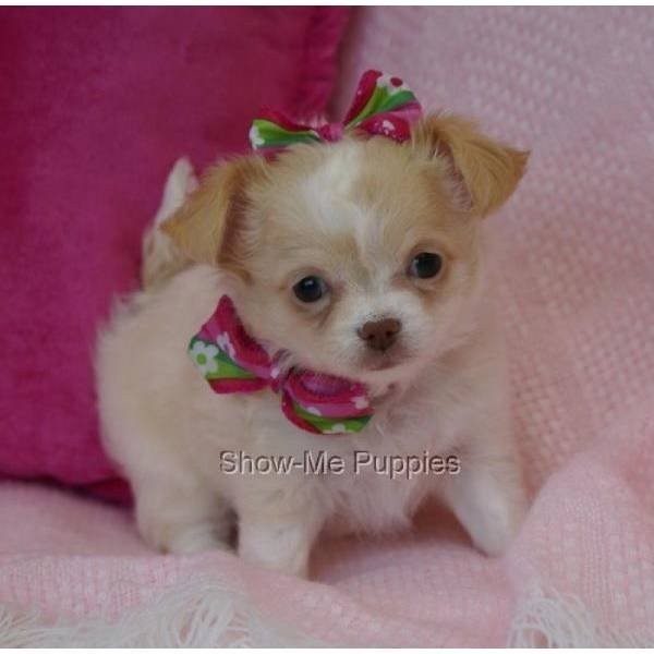 *************** CHIHUAHUA SZCZENIĘTA *************