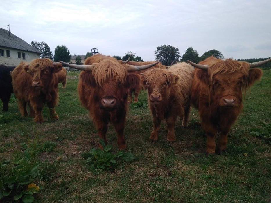 Highland Cattle Szkockie Górskie stado 14 matek, 2 byki zarodowe — zdjęcie 5