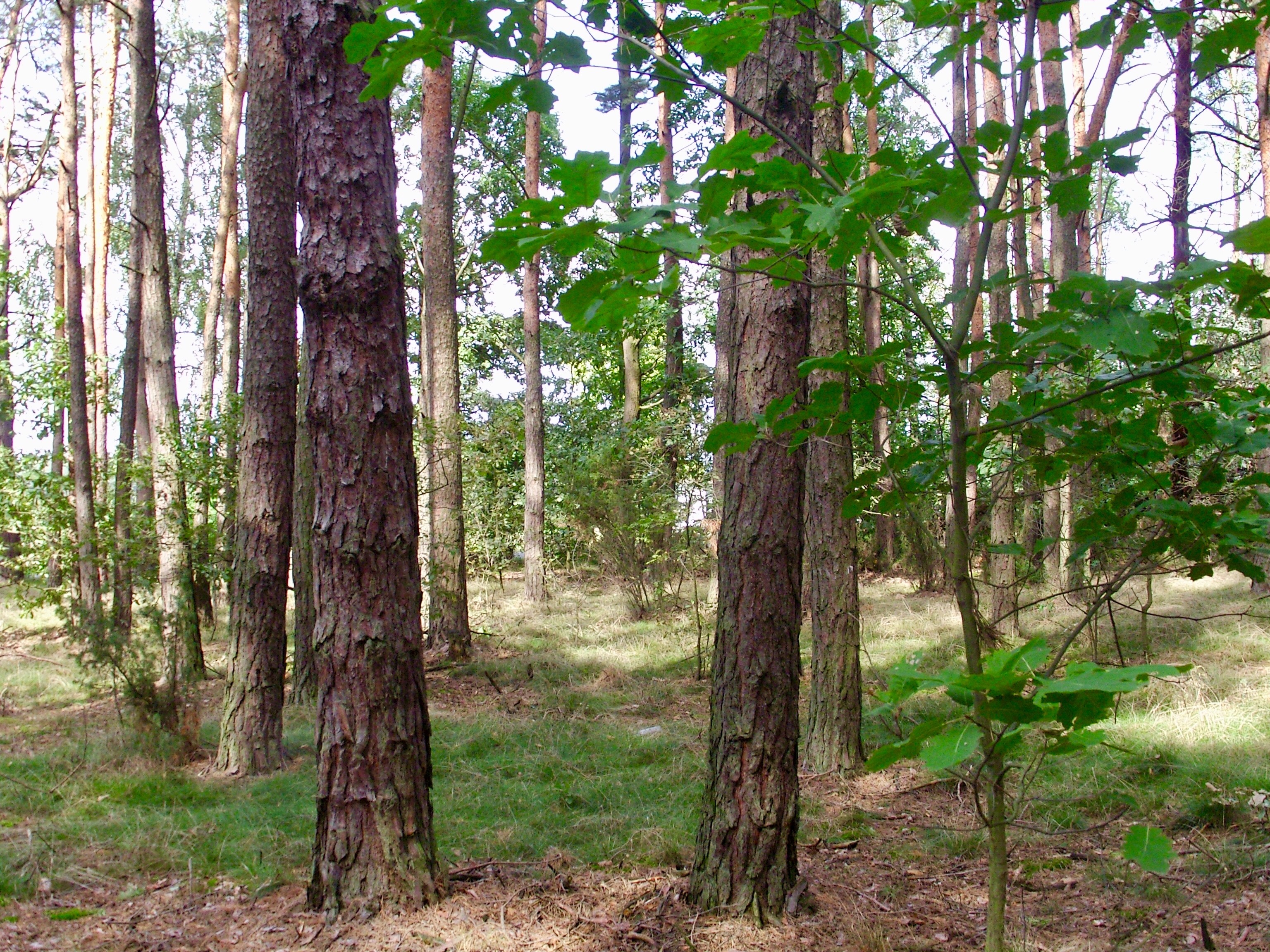 Sprzedam las blisko S17, Ryki, Garwolin — zdjęcie 5