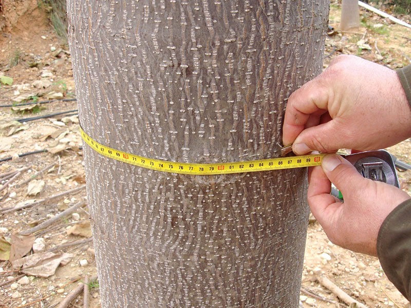 OXYTREE -  najlepsza odmiana drzew szybko rosnących — zdjęcie 3