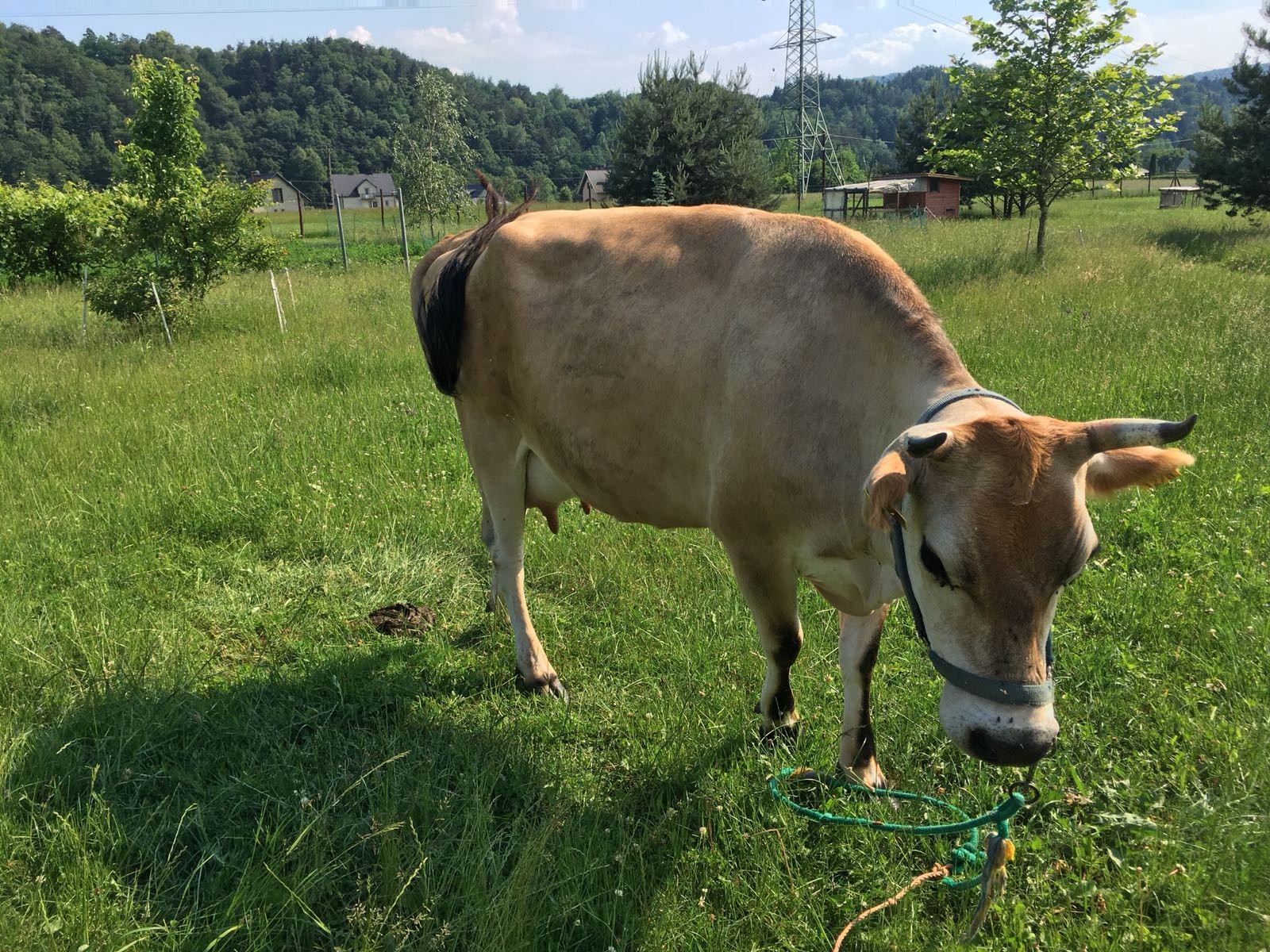 Jersey cielna 3 letnia — zdjęcie 1
