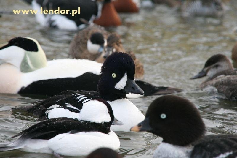 Kaczki i gęsi ozdobne — zdjęcie 5