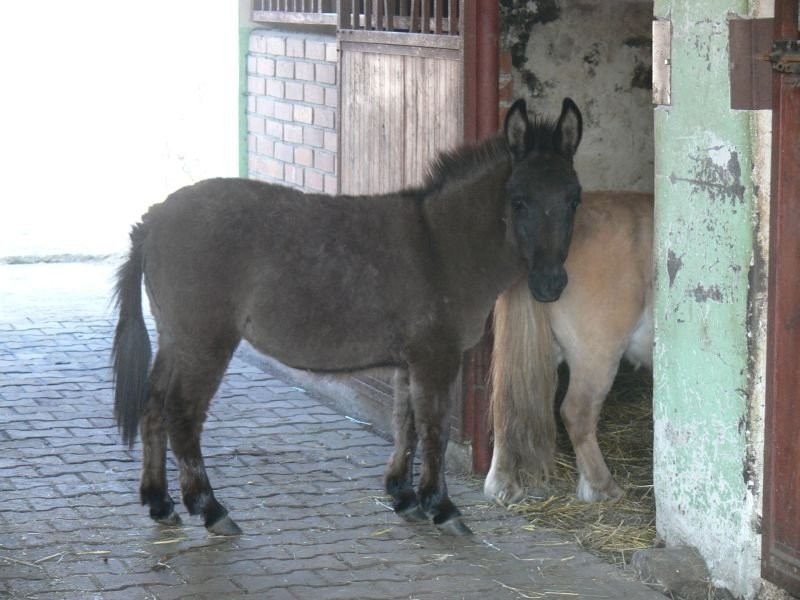 muł, mułek, konik, kucyk