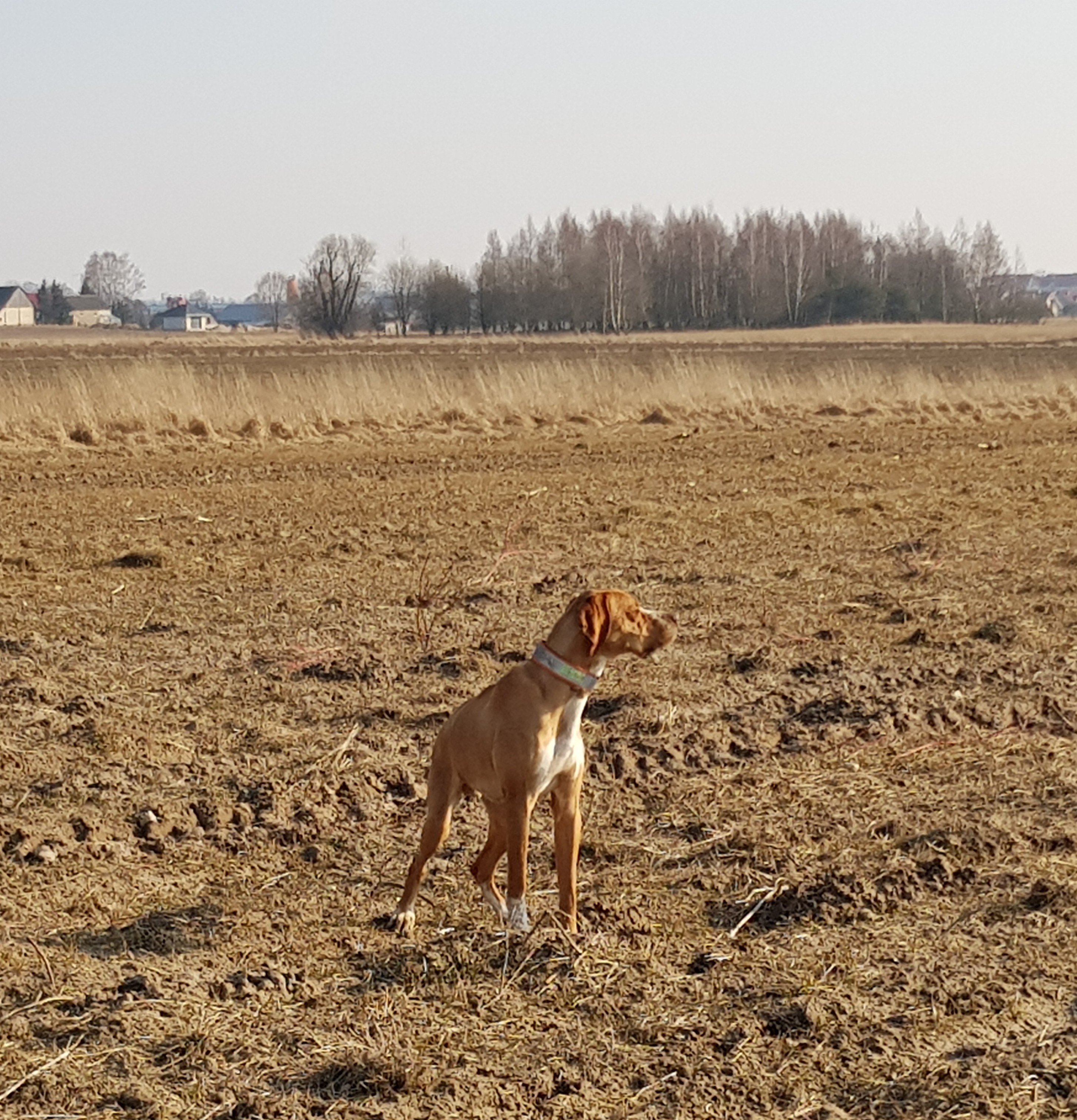 ENGLISH POINTER -piesek rodowodowy FCI - miot wiosna 2017r. — zdjęcie 1