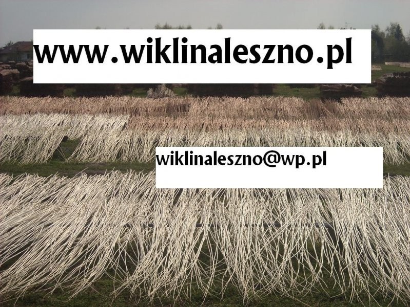 WIKLINA