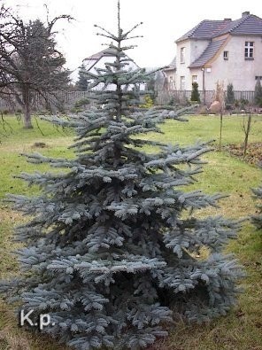 Swierk Srebrny 2.5m 3.5 m